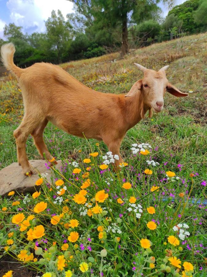 הוילה פאסינס Complejo Rural Del Molino Dorado מראה חיצוני תמונה