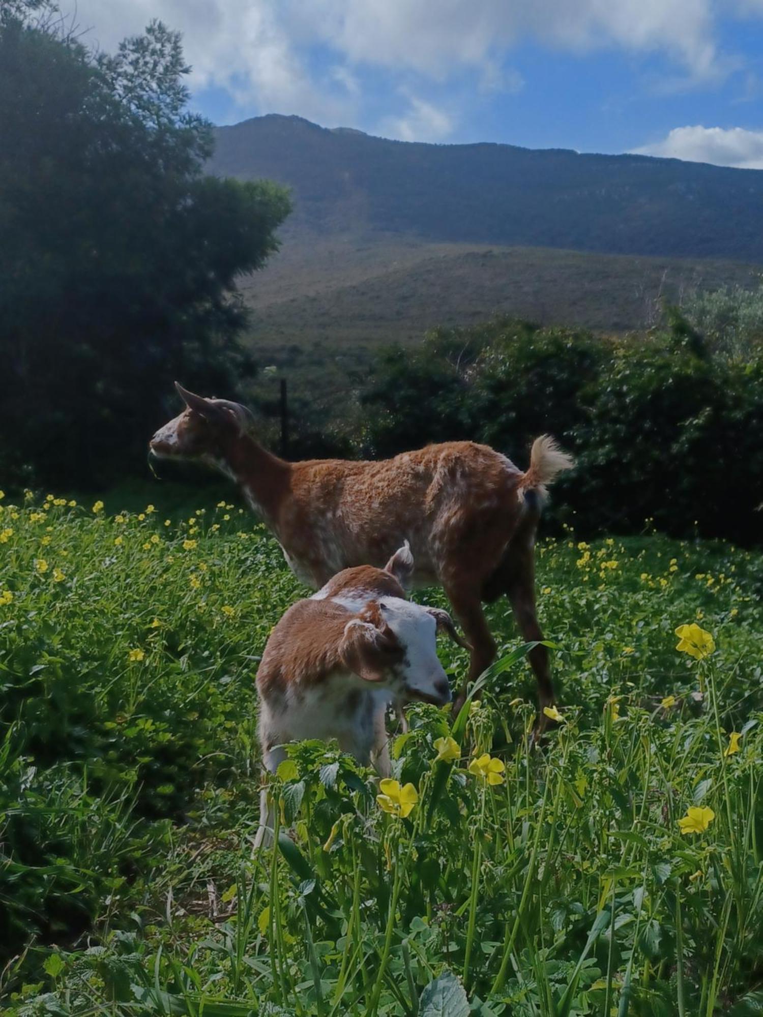 הוילה פאסינס Complejo Rural Del Molino Dorado מראה חיצוני תמונה