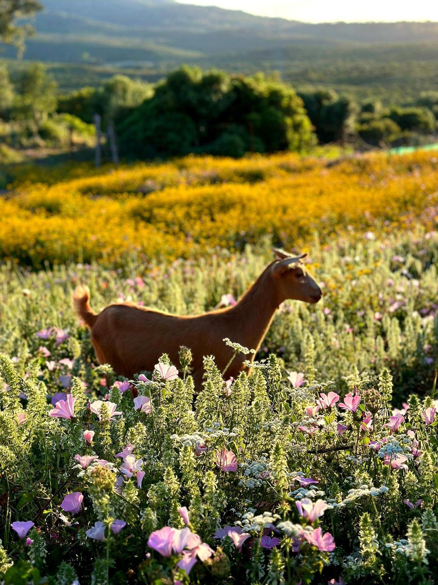 הוילה פאסינס Complejo Rural Del Molino Dorado מראה חיצוני תמונה